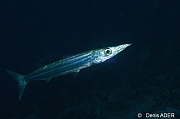 Sphyraena-picudilla Becune Chandelle-Bonaire Buddy reef-36m-20180219-Denis-ADER-DSC_6914_tn